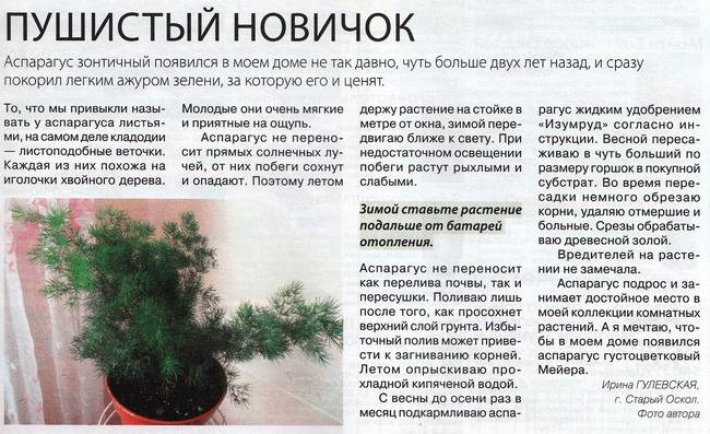 Аспарагус: виды с фото, размножение и уход в домашних условиях, польза и вред
