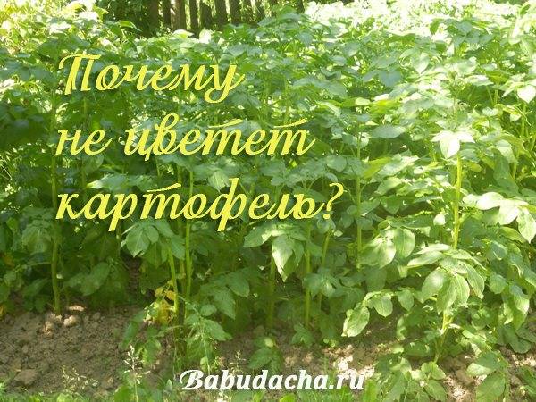 Почему картофель не дает урожай: 5 основных ошибок
