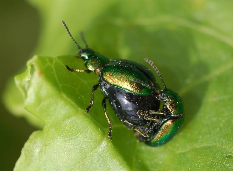 Жуки листоеды – как бороться, фото и описание вредителей