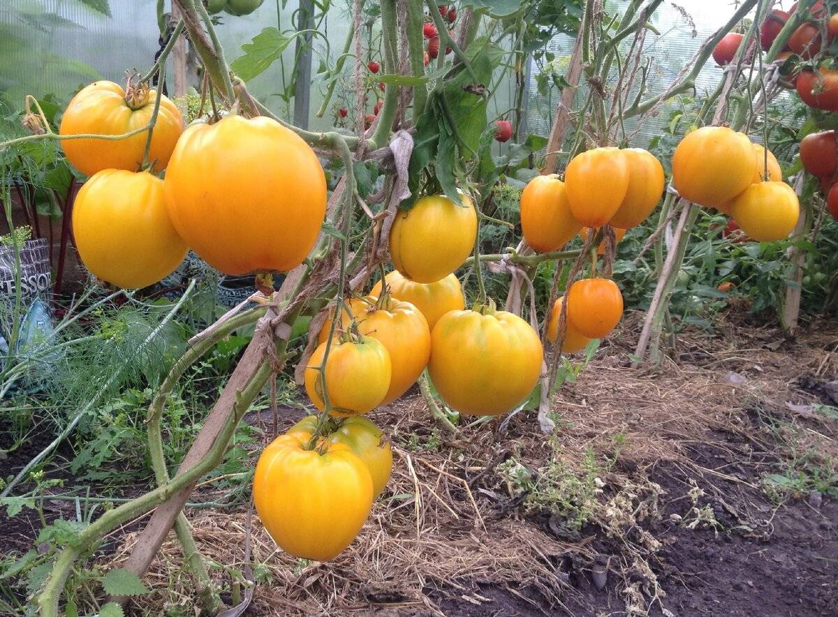Урожайность томата золотые купола