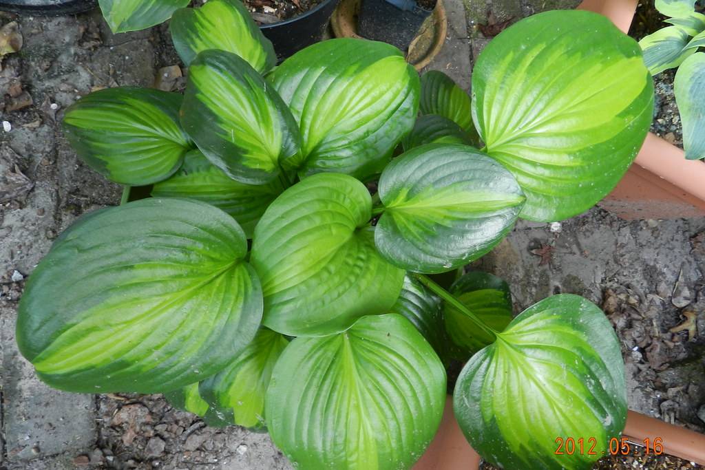 Хоста авокадо — подробное описание сорта
