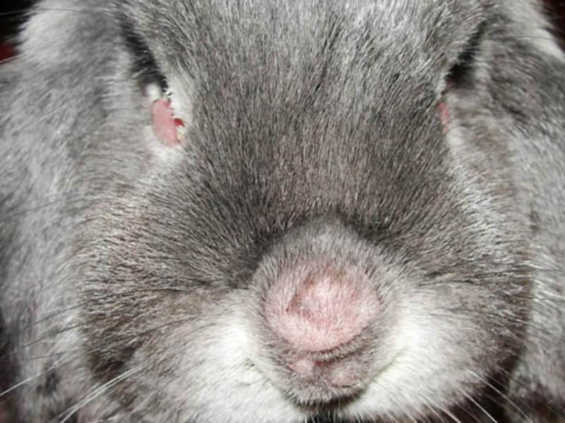 Болезни кроликов и их лечение, симптомы различных заболеваний