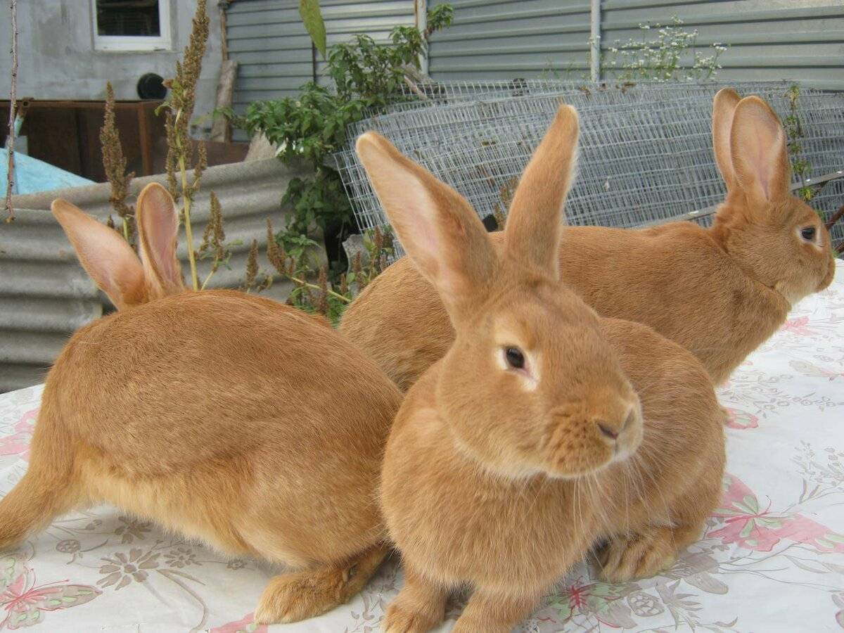 Рыжий кролик: описание и разнообразие всех представителей