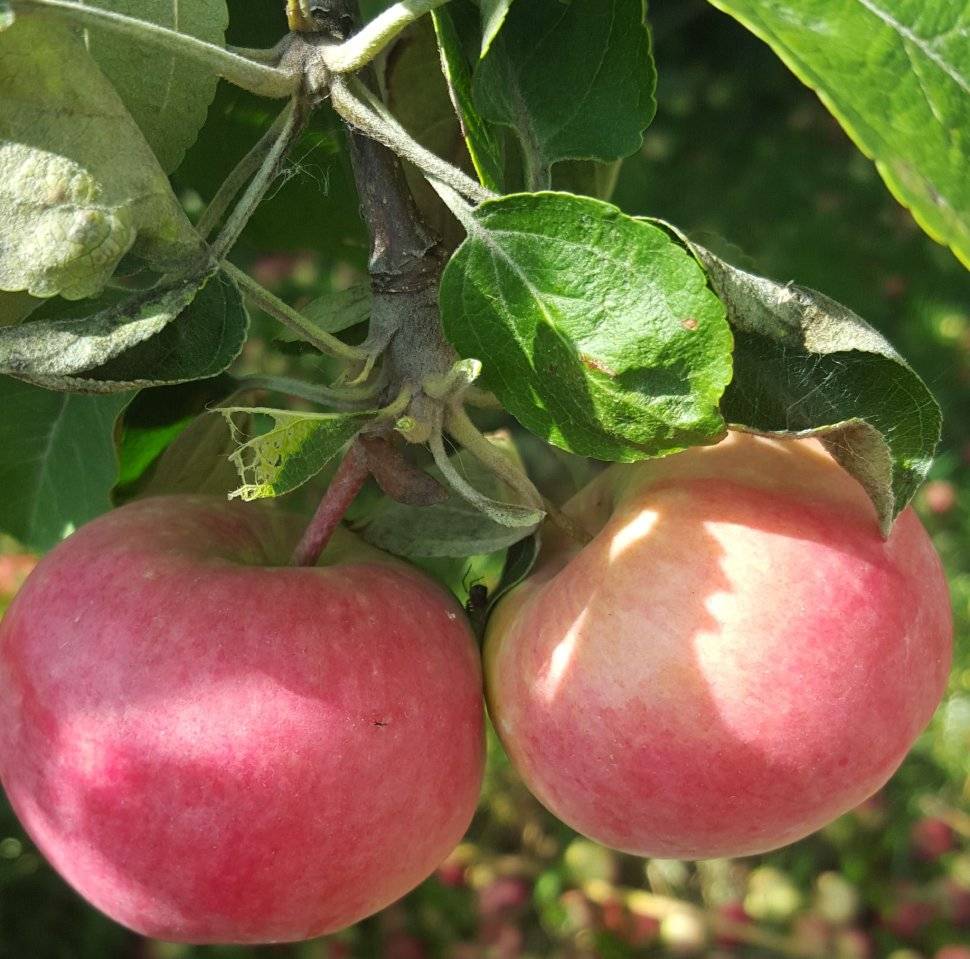 Сорт яблок июльское черненко фото и описание