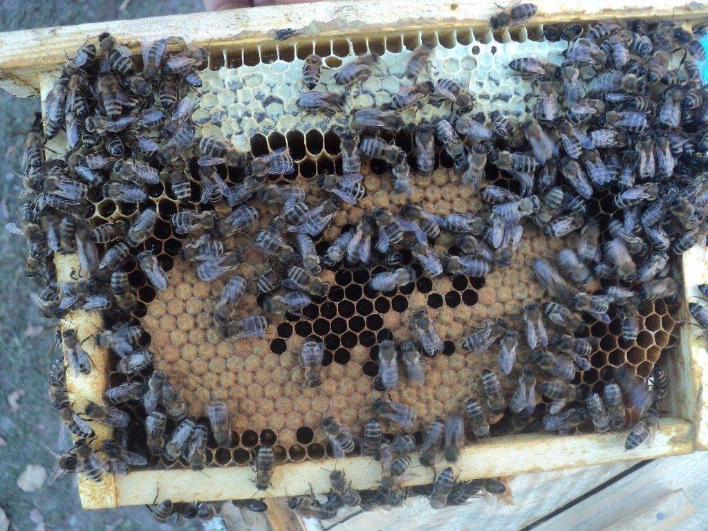 О пчелах карника: особенности и описание породы, их недостатки и характеристики – med-pochtoi.ru