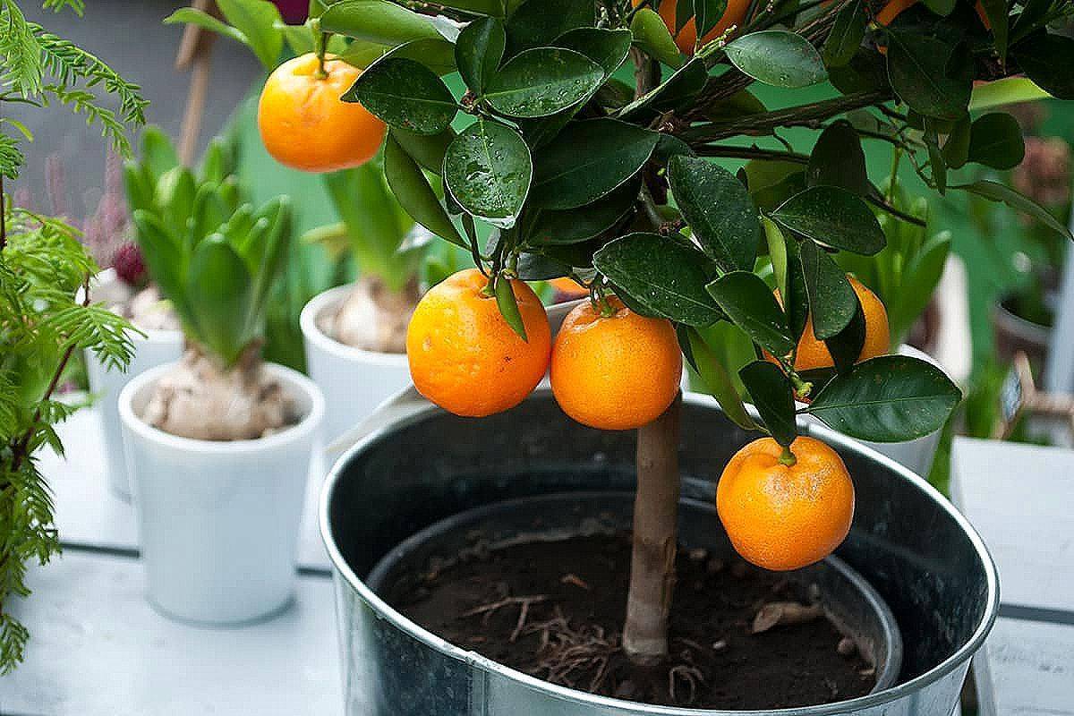 Как вырастить апельсин: лучшие способы в домашних условиях, посадка и уход
