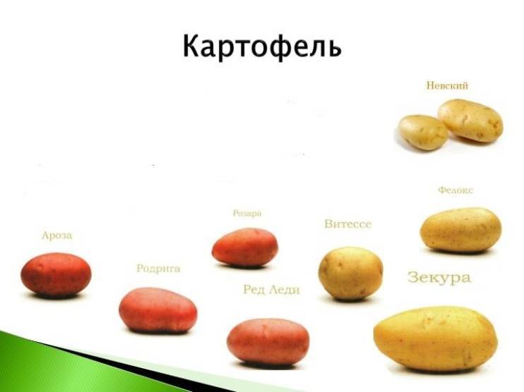 Картофель зекура: описание, характеристики, особенности сорта!