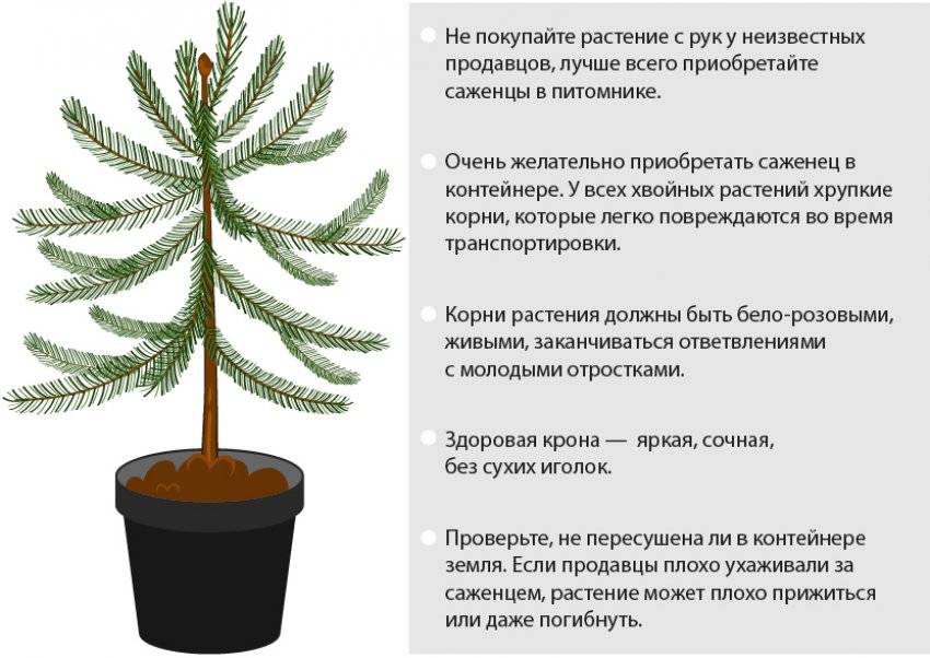 Правильная посадка и уход за голубой елью