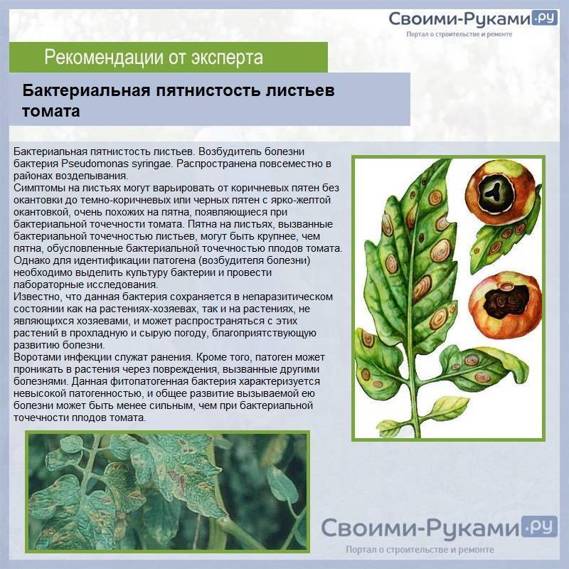 Чем обработать астры от болезней и вредителей