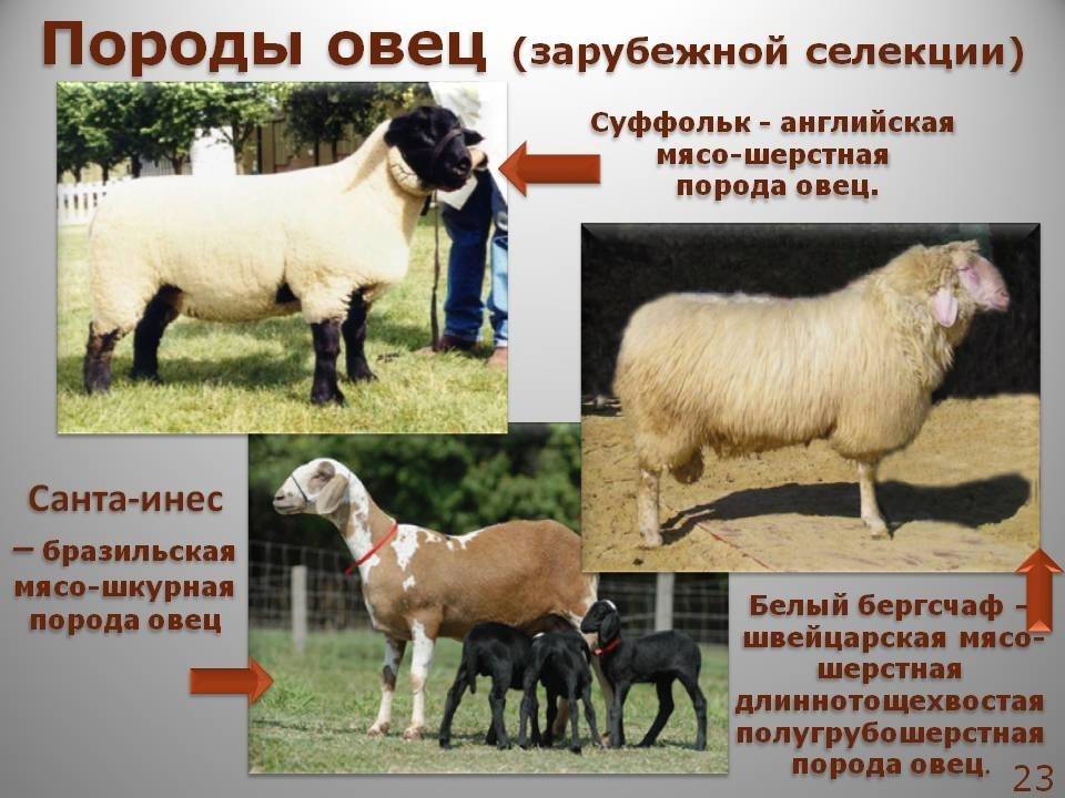 Баран - образ жизни, среда обитания, выращивание и уход за овцами и баранами (100 фото)