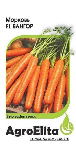 Голландские сорта моркови для открытого грунта