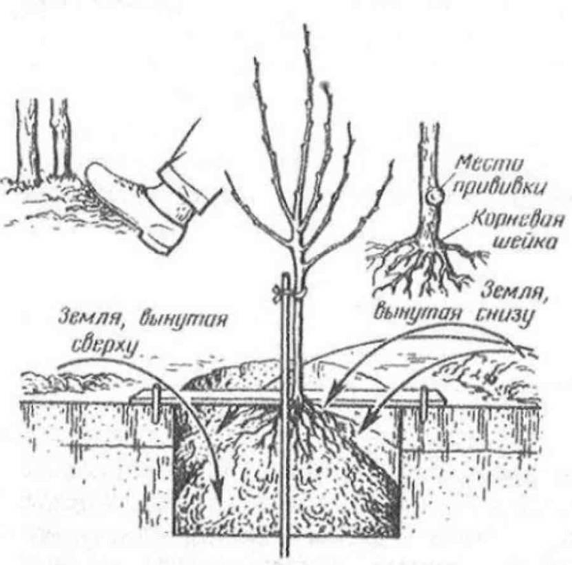Схема посадки саженцев груши