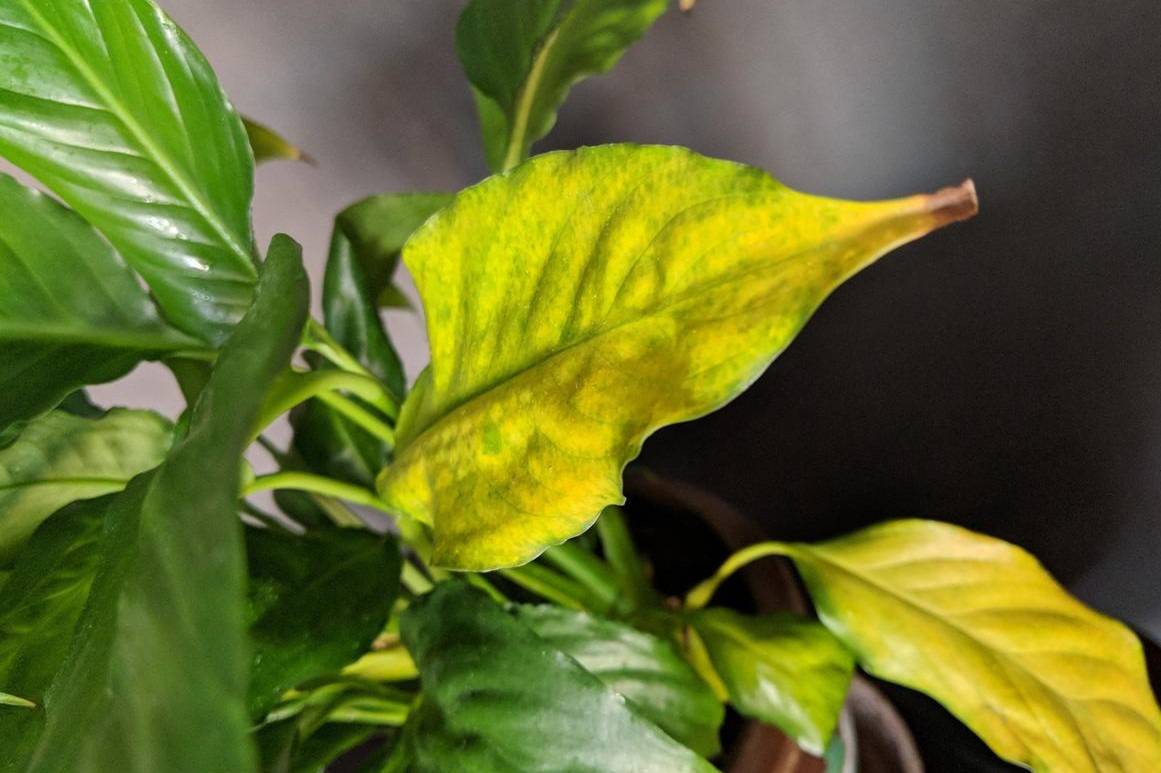 Спатиффилум - почему желтеют листья, сохнут и что делать? фото