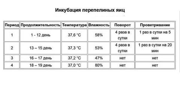 Схема инкубации перепелиных яиц в домашних условиях