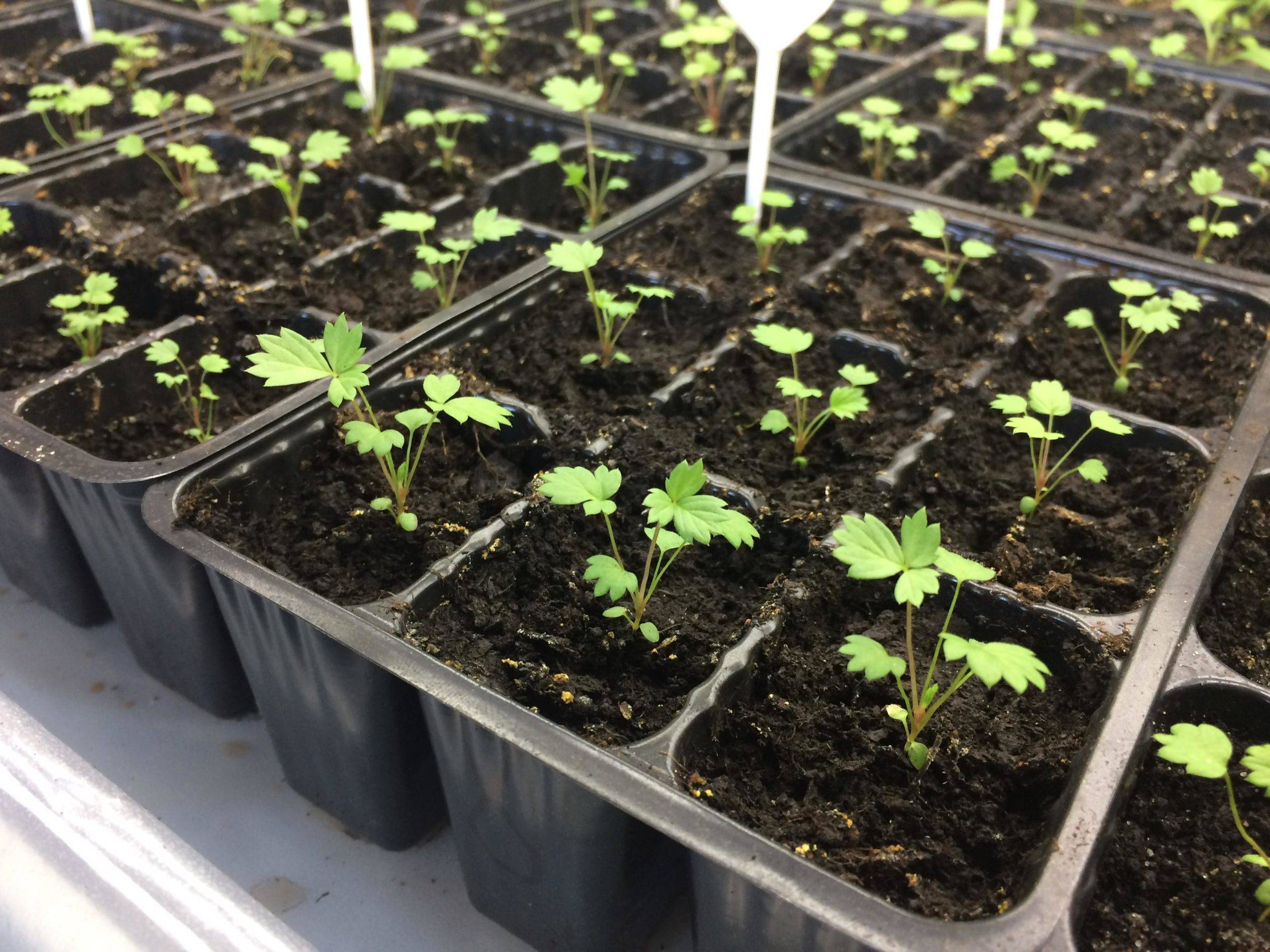 Выращивание клубники из семян в домашних условиях круглогодично: как посадить на балконе, подоконнике или гидропонике с возможным применением на рассаду