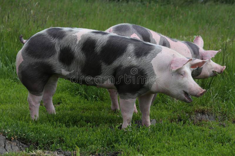 Пьетрен — порода свиней: характеристика, описание, фото