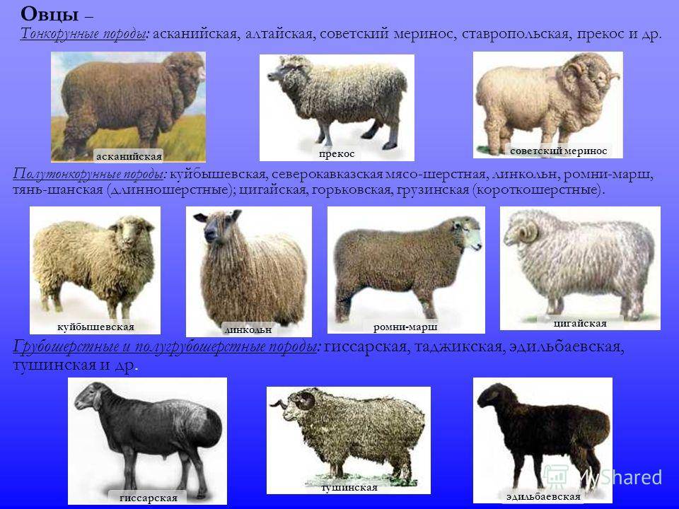 Популярные разновидности овец мясных пород