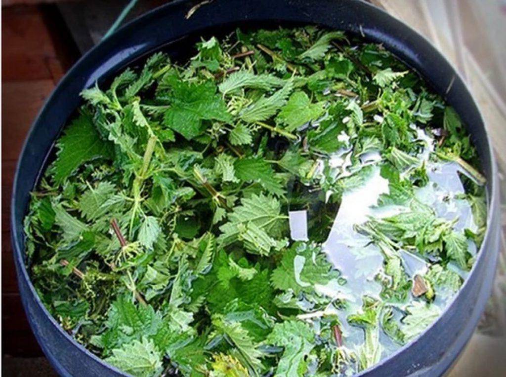 Как приготовить травяной настой для подкормки растений: правильный рецепт и применение зеленого удобрения