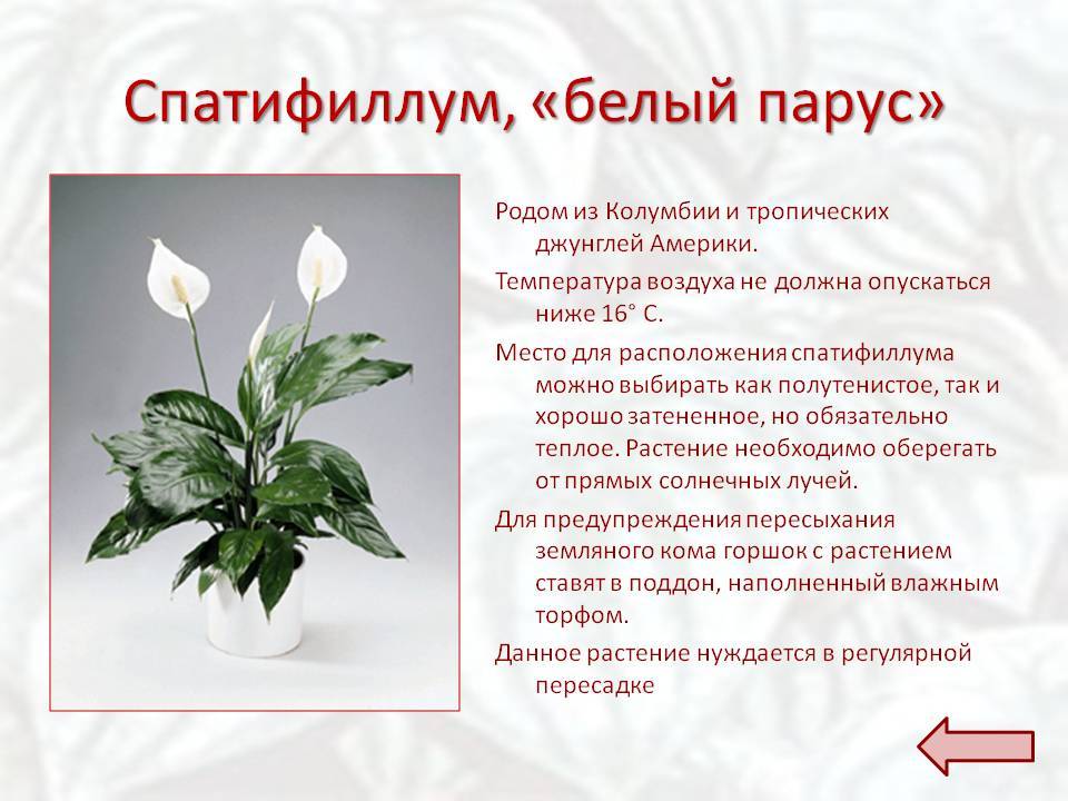 Как ухаживать, чтобы цветок "женское счастье" цвел, можно ли заставить его это делать, что нужно, если спатифиллум в домашних условиях желтеет, а также фото растения