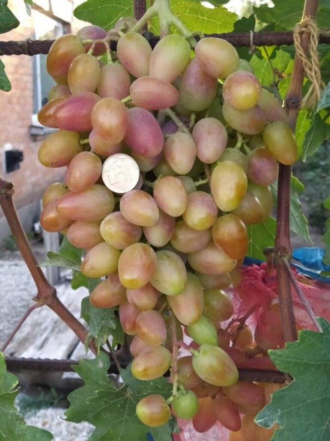Описание сорта винограда сенсация: фото и отзывы | vinograd-loza