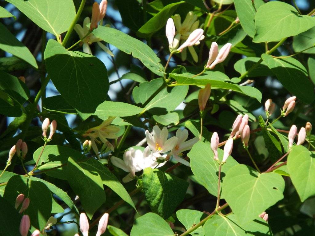 Татарская жимолость: фото, виды, описание, разведение и особенности ухода - sadovnikam.ru