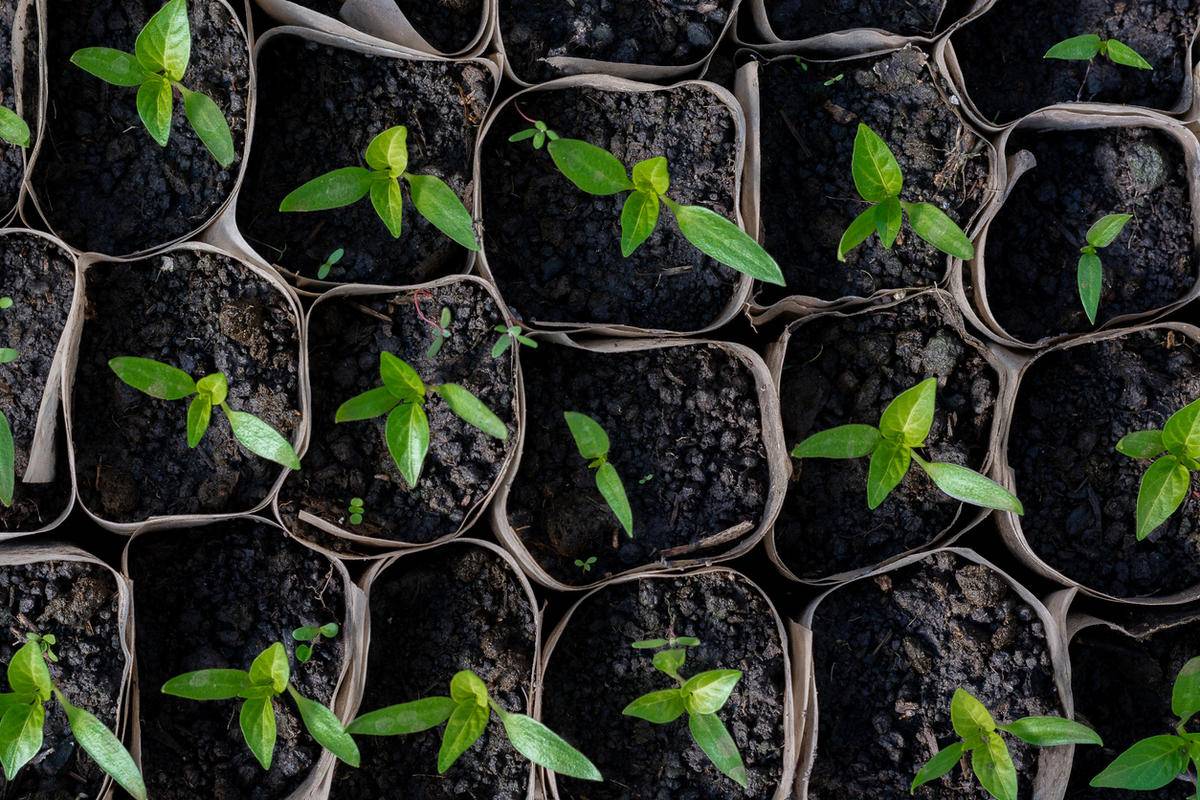 Как вырастить рассаду перца в домашних условиях: способы и инструкция пошагово - почва.нет