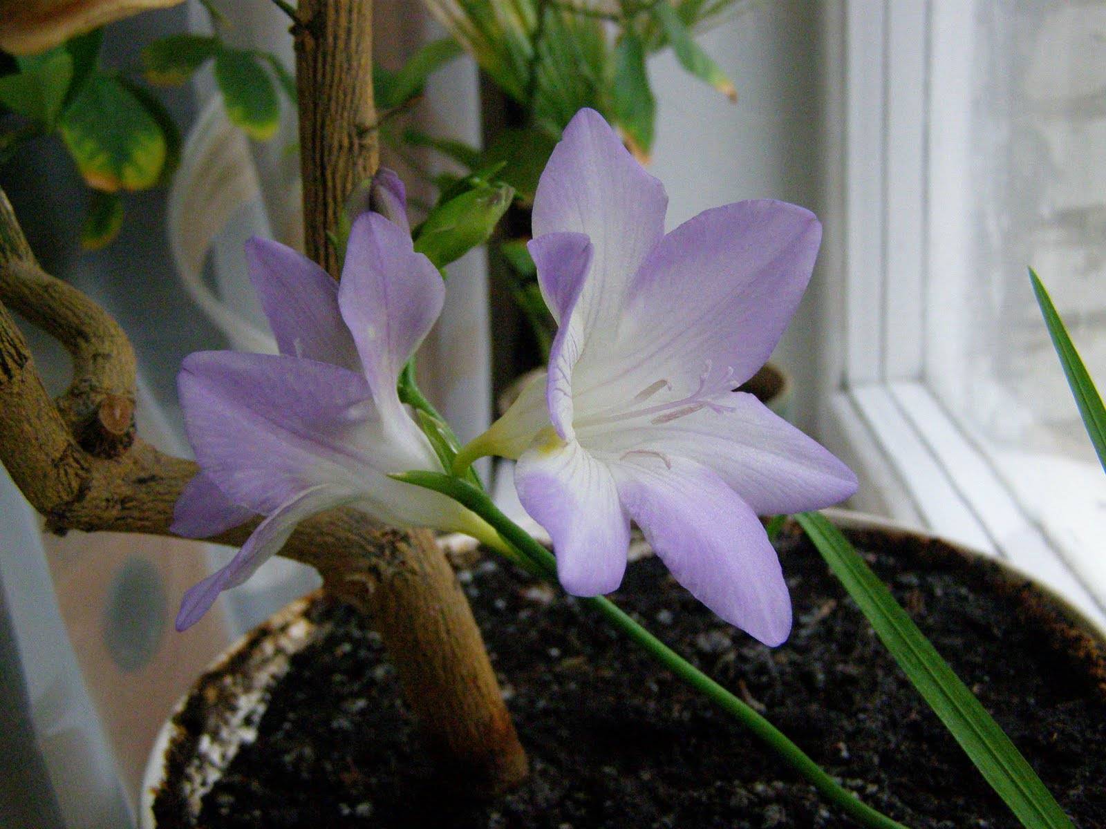 Фрезия фото цветок, выращивание и уход в домашних условиях и открытом грунте, фрезия махровая, белая