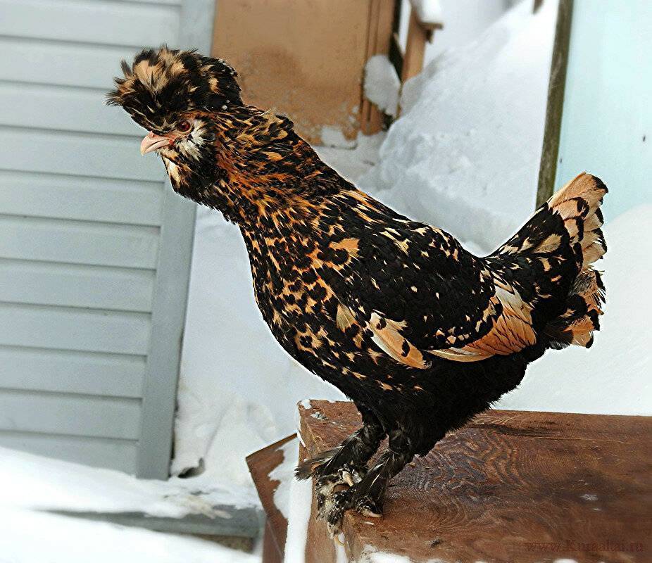 Ливенская ситцевая порода кур: фото, описание, отзывы, содержание и разведение