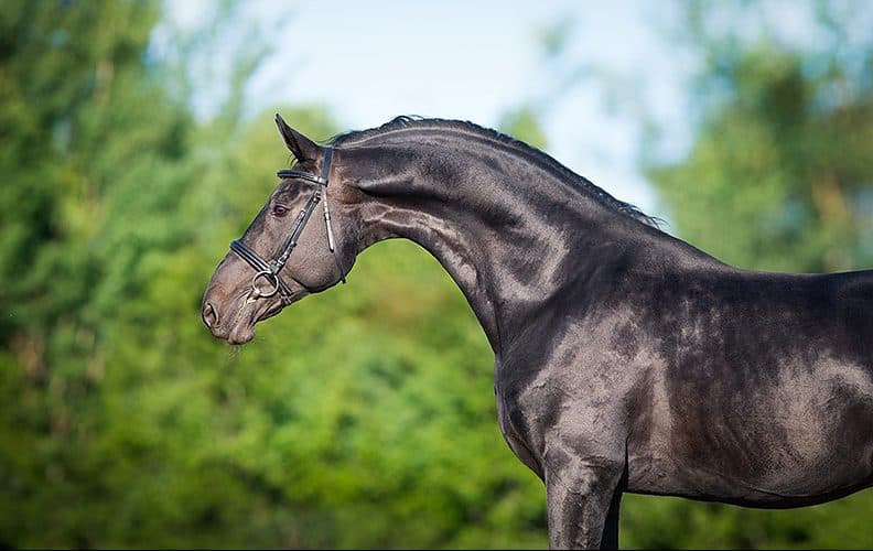 Голштинская порода лошадей: описание и фото