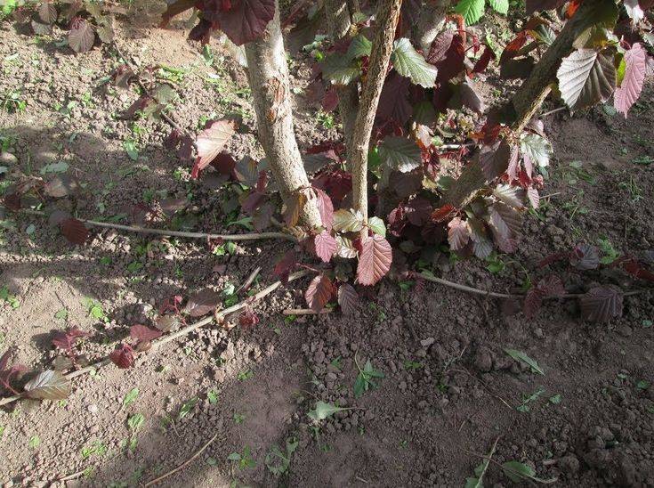 Фундук: выращивание на приусадебном участке