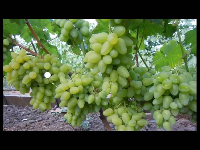 ✅ виноград бажена описание сорта фото отзывы видео. виноград «бажена»: описание и особенности сорта - живой-сад.рф