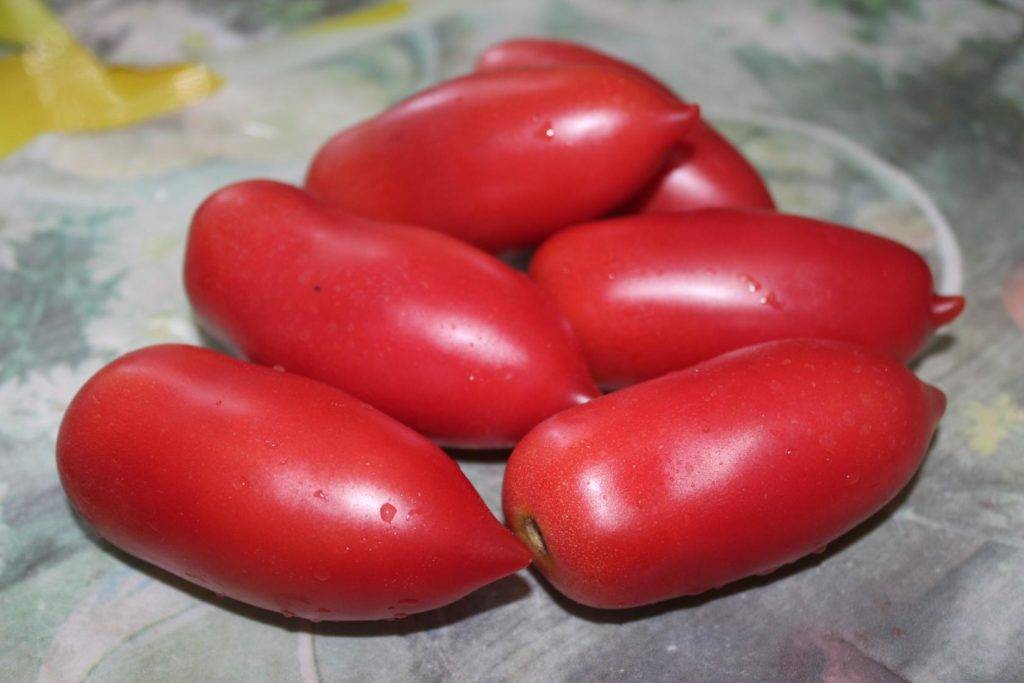 Томат «алый мустанг» характеристика и описание сорта – все о томатах. выращивание томатов. сорта и рассада.
