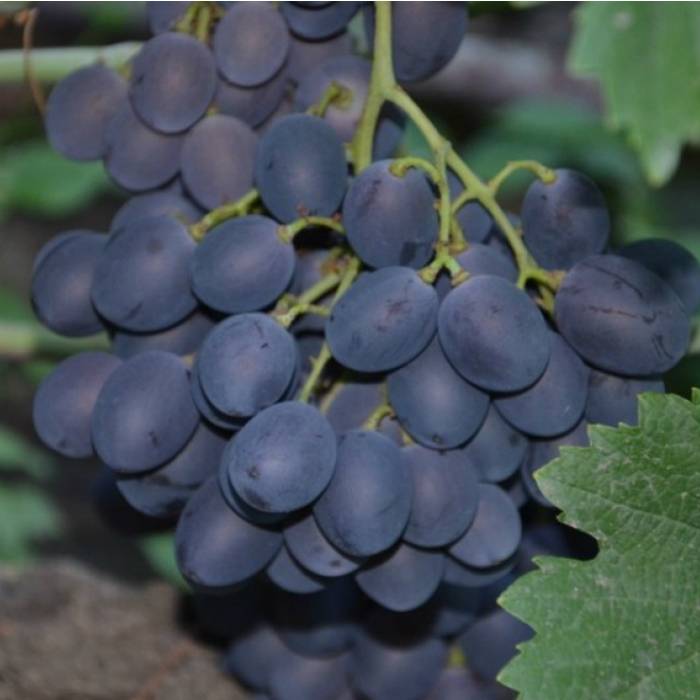 Виноград «фуршетный»: описание сорта, фото, отзывы