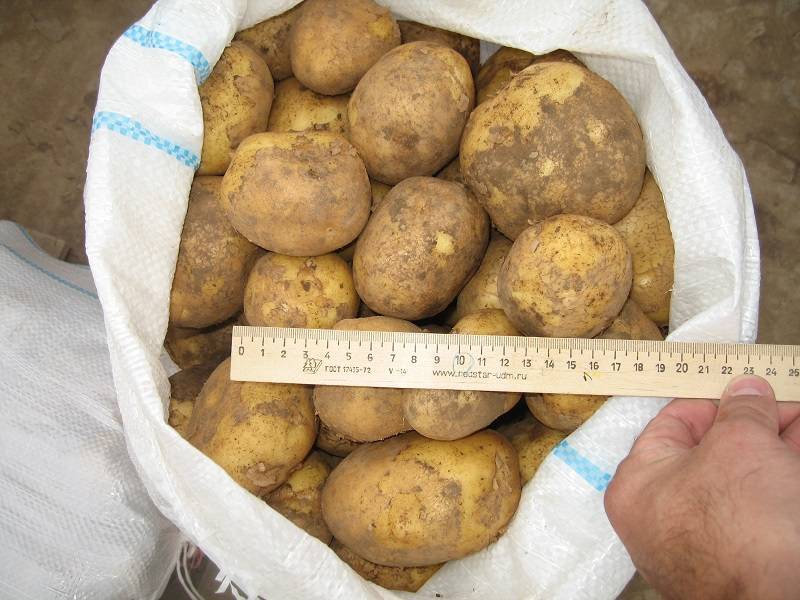 Картошка винетта: характеристика сорта, вкусовые качества, срок созревания