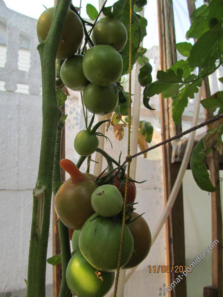 Томат адамово яблоко: характеристика, выращивание и уход, отзывы