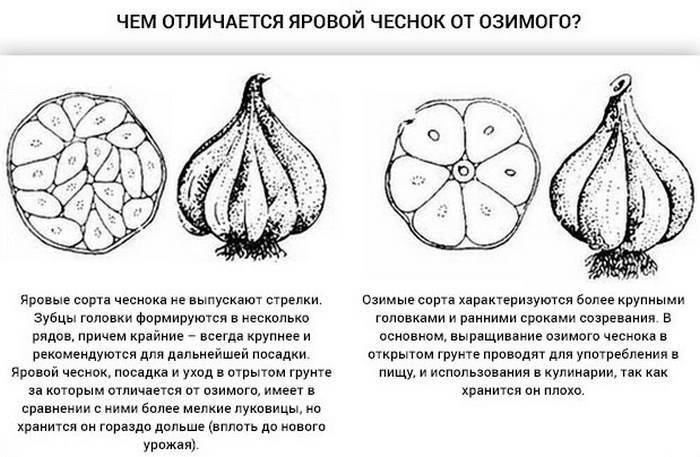 Как и почему необходимо сажать чеснок осенью? выбор материала и правила посадки