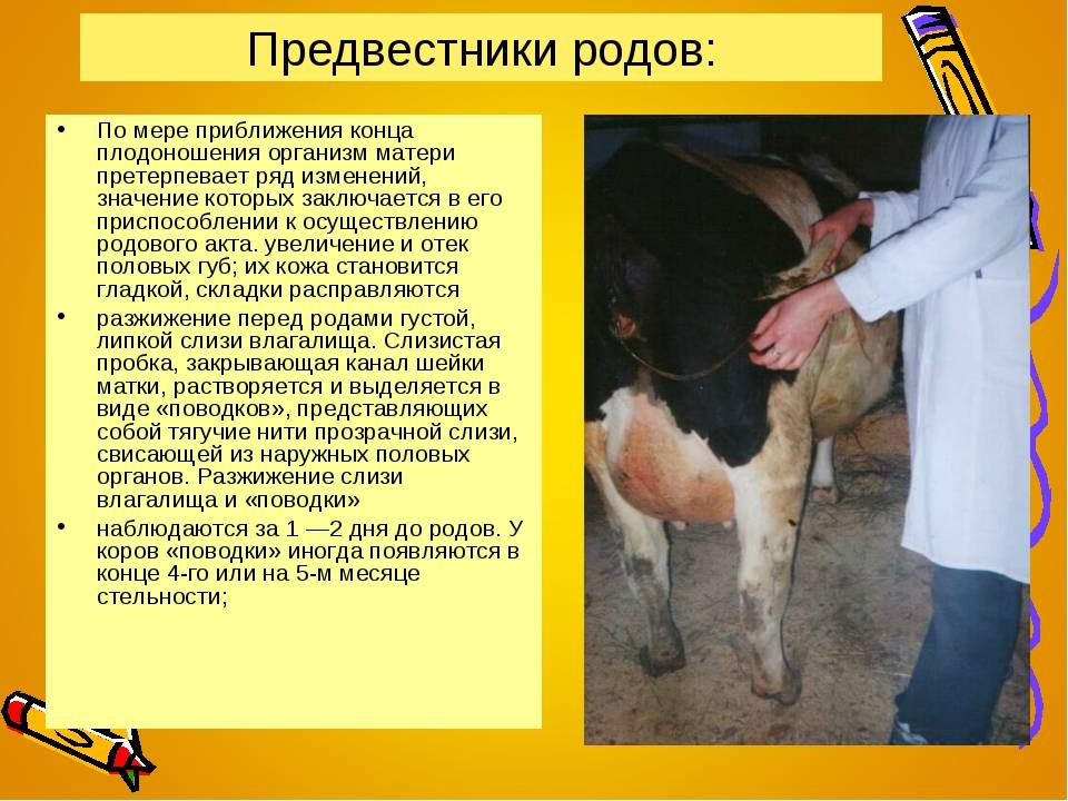 Как помочь корове избавиться от последа | kr-news.ru - информационный портал ростовской области