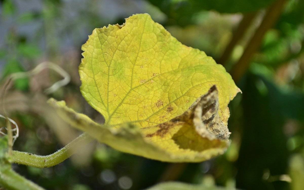 Почему желтеют листья огурцов: причины, что делать, чем подкормить и обработать