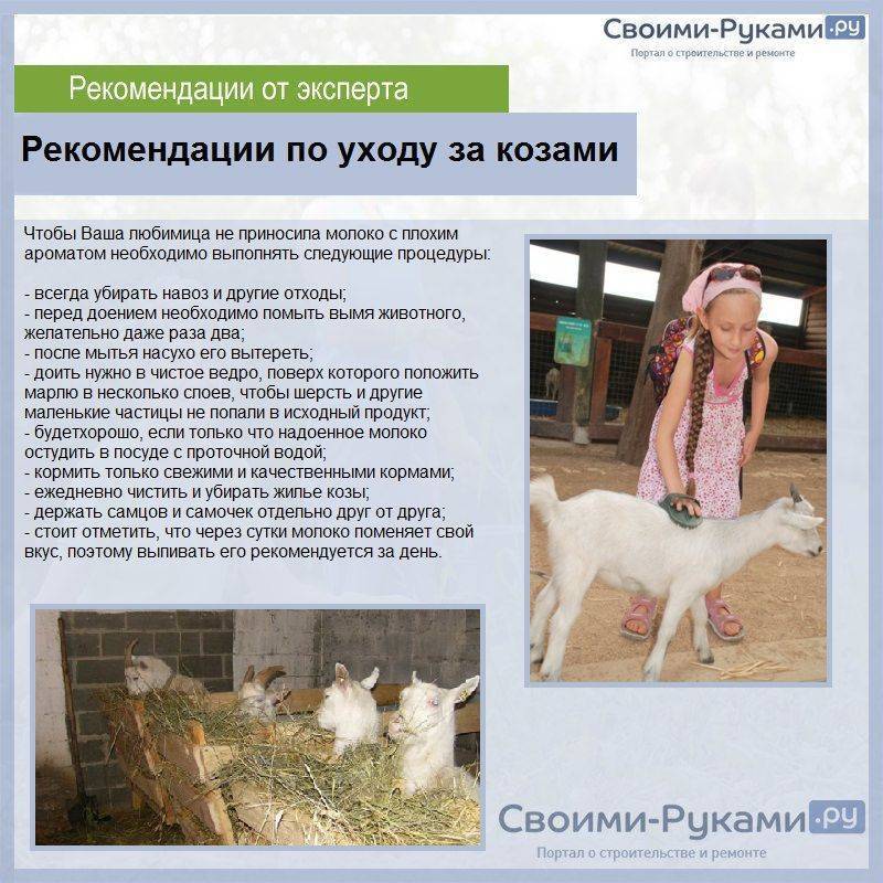 Зааненская коза. описание, особенности, плюсы, минусы уход и содержание в хозяйстве