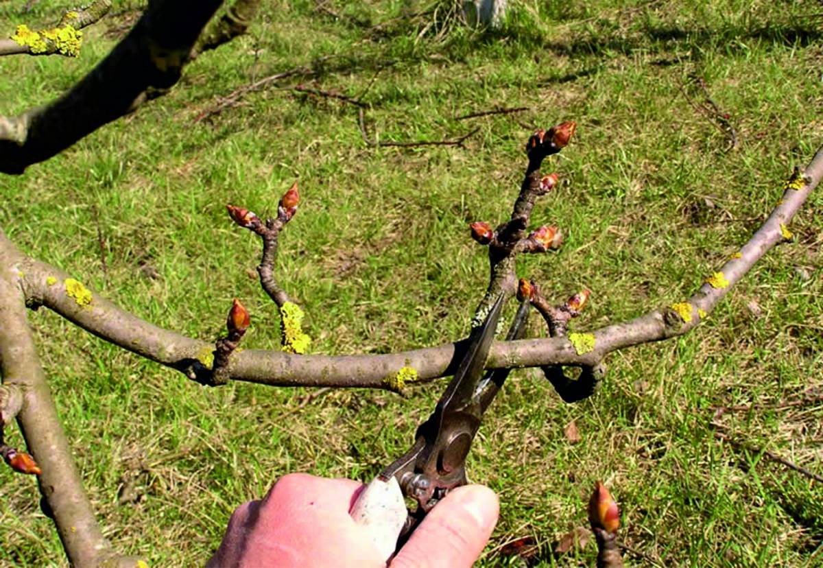 Весенний уход за грушей — основа урожая