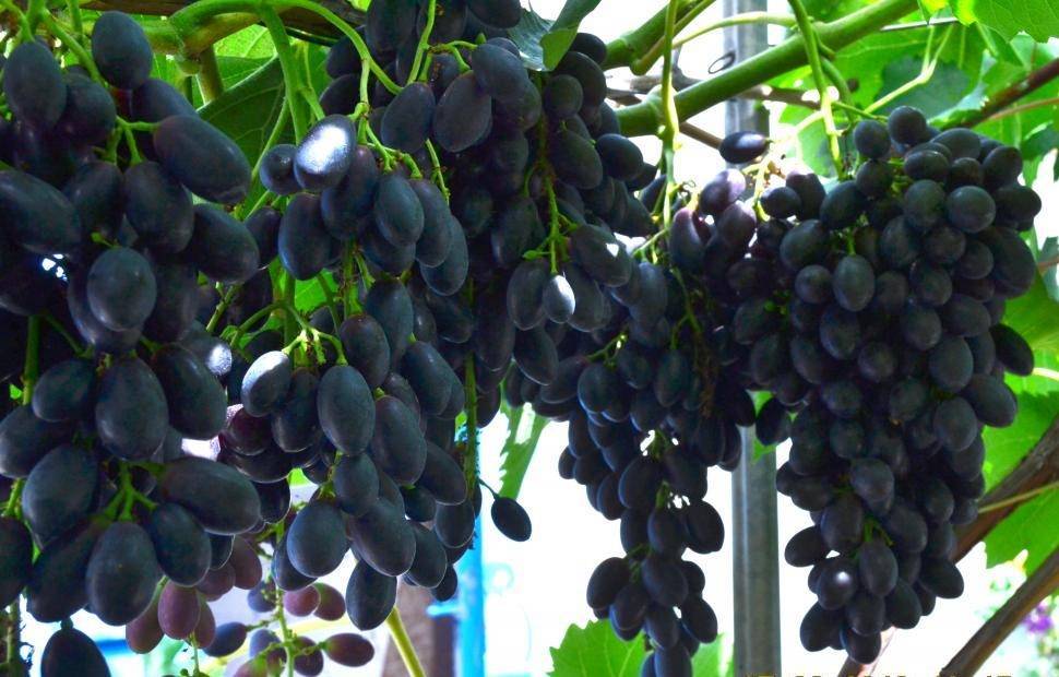 Черные сорта винограда: описание, фото, характеристики