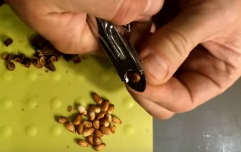 Как чистить кедровые орехи в домашних условиях: 10 простых способов