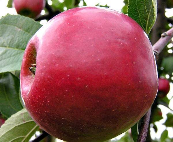 Яблоки, идеальные для приготовления джема — сорт орловим