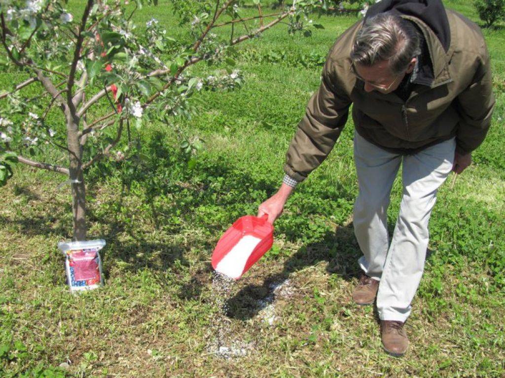Подкормка яблонь осенью удобрениями: чем и как лучше удобрить на зиму, чтобы плодоносила, после сбора урожая