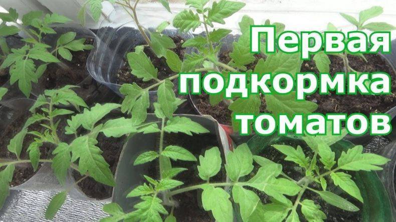 Инструкция: чем подкормить рассаду помидоров