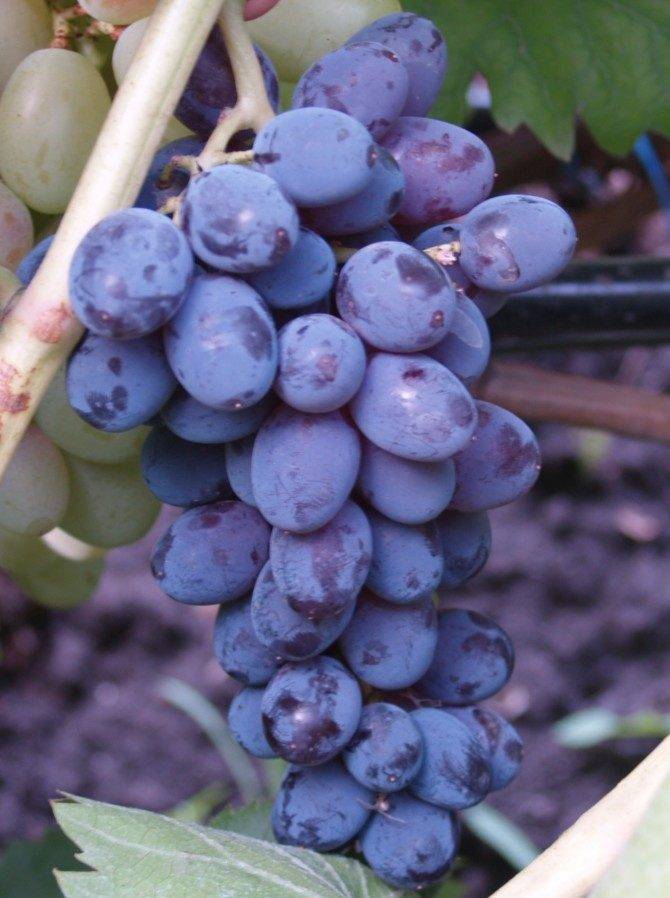 Виноград юпитер характеристика и описание сорта, уход, выращивание и отзывы