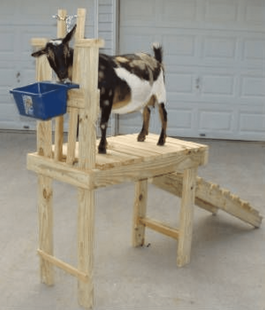 Как сделать станок для дойки коз: размеры, фото