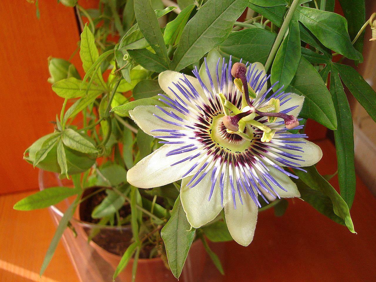Цветок пассифлора: виды и сорта, посадка и уход в домашних условиях, фото