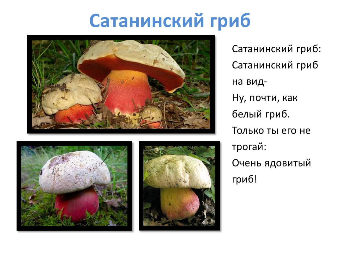 Сатанинский гриб на вкус. сатанинский гриб. съедобный или ядовитый? отличие съедобного от ядовитого гриба сатаны и почему его так называют +фото | здоровье человека