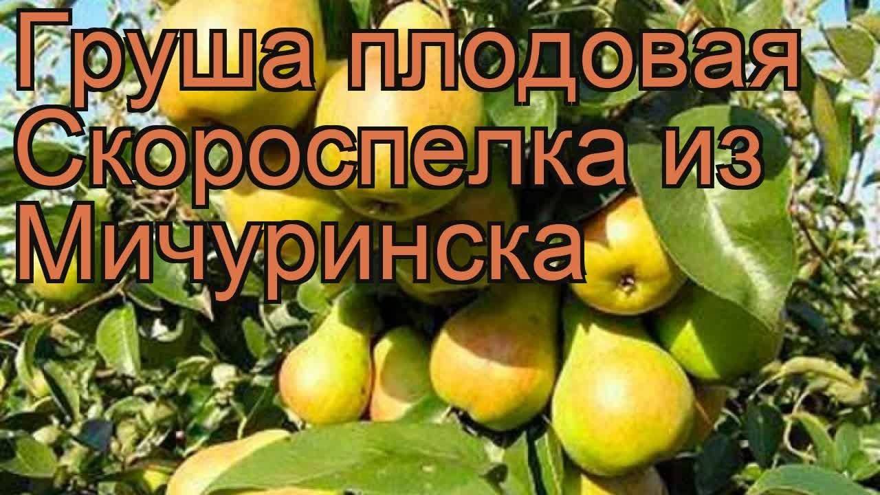 Груша скороспелка из мичуринска описание фото